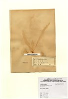 藏品(裂片石蓴)的圖片